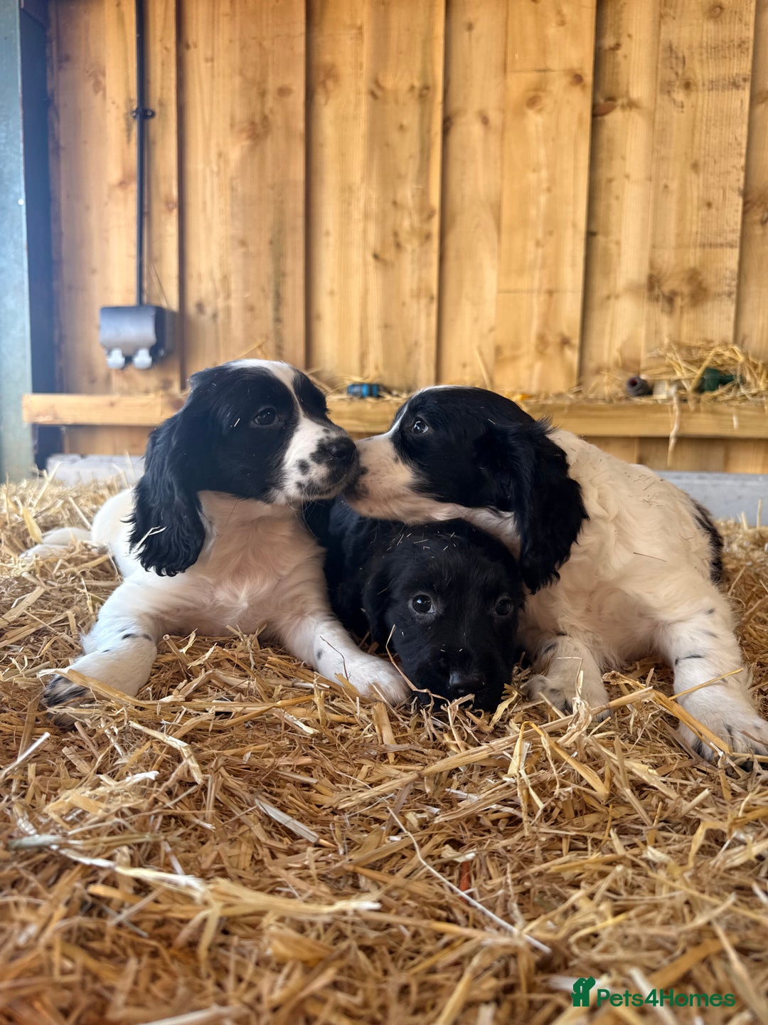 Cocker Spaniel dogs for sale: Working cockerspaniel puppies  - Advert 3