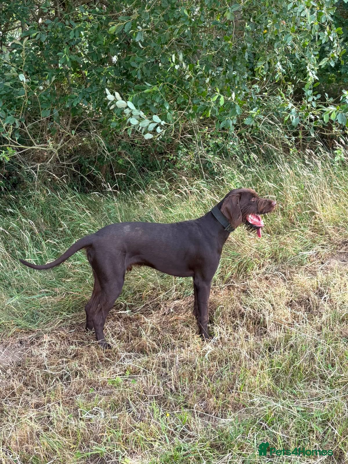 German Wirehaired Pointer dogs German wirehaired pointer lad - Advert 9