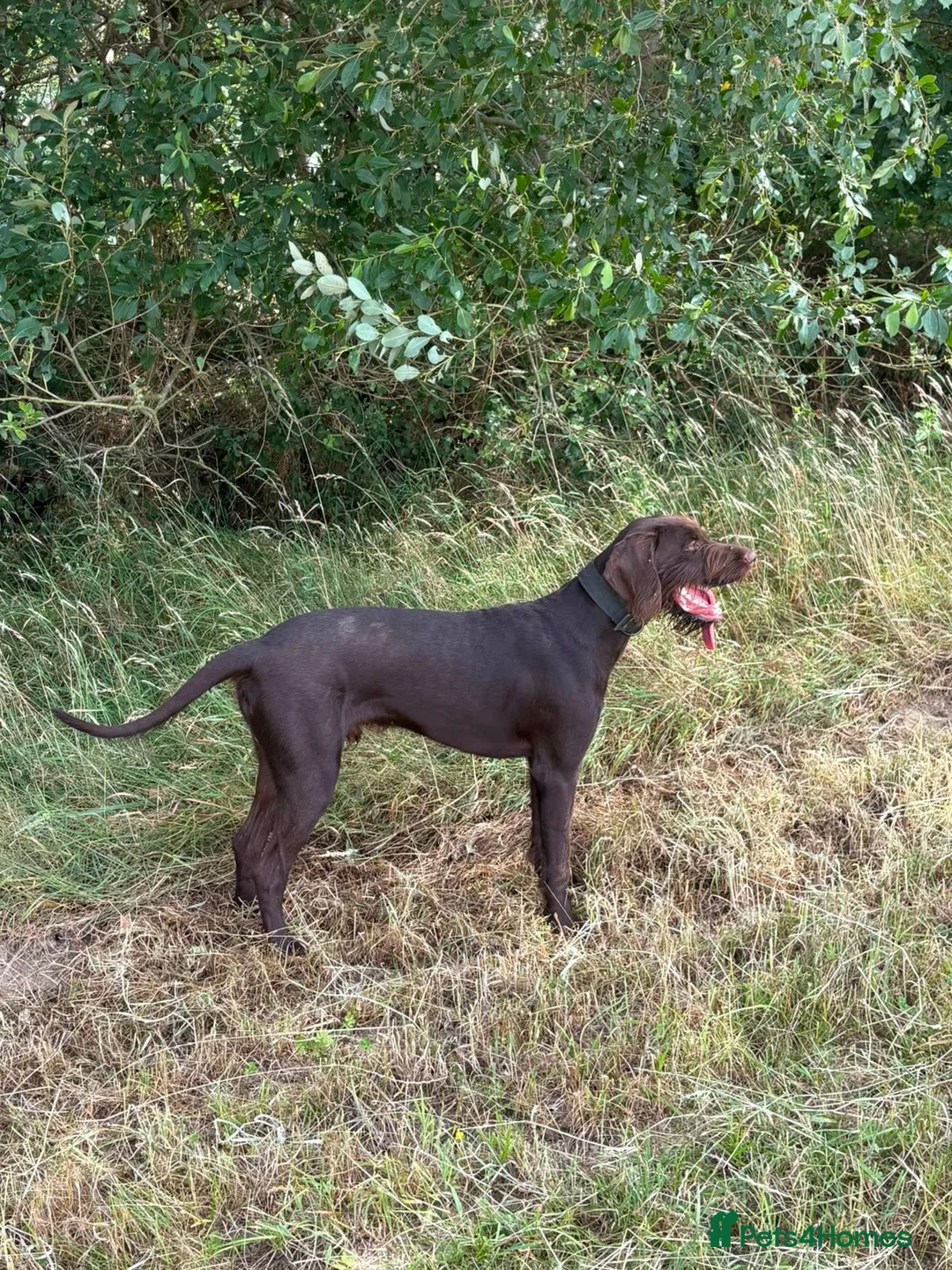 German Wirehaired Pointer dogs for sale: German wirehaired pointer lad in Reading - Advert 1