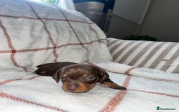 Miniature Dachshund dogs for sale: Beautiful Dachshund puppy’s  - Image 11