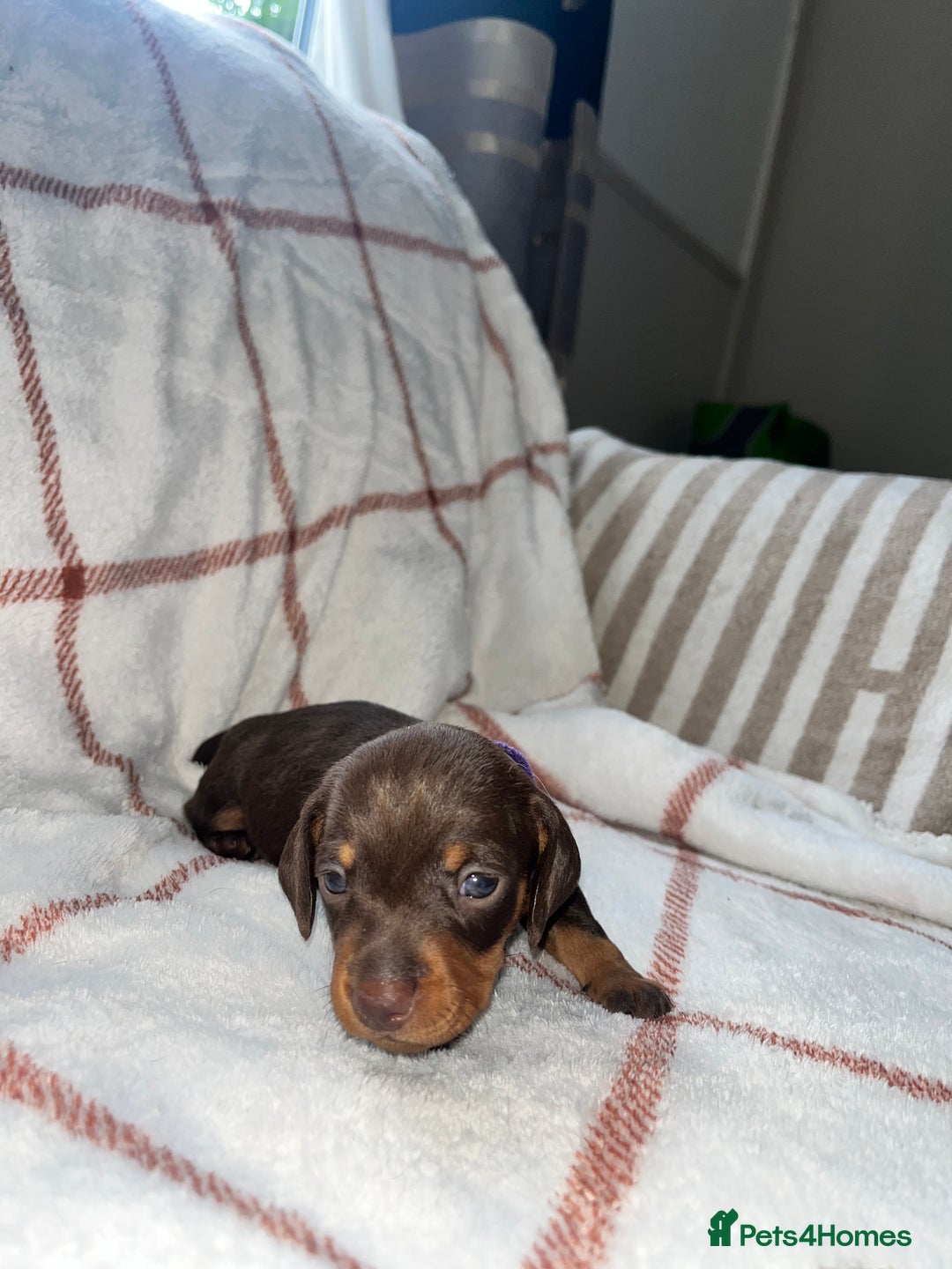 Miniature Dachshund dogs for sale: Beautiful Dachshund puppy’s  - Image 11
