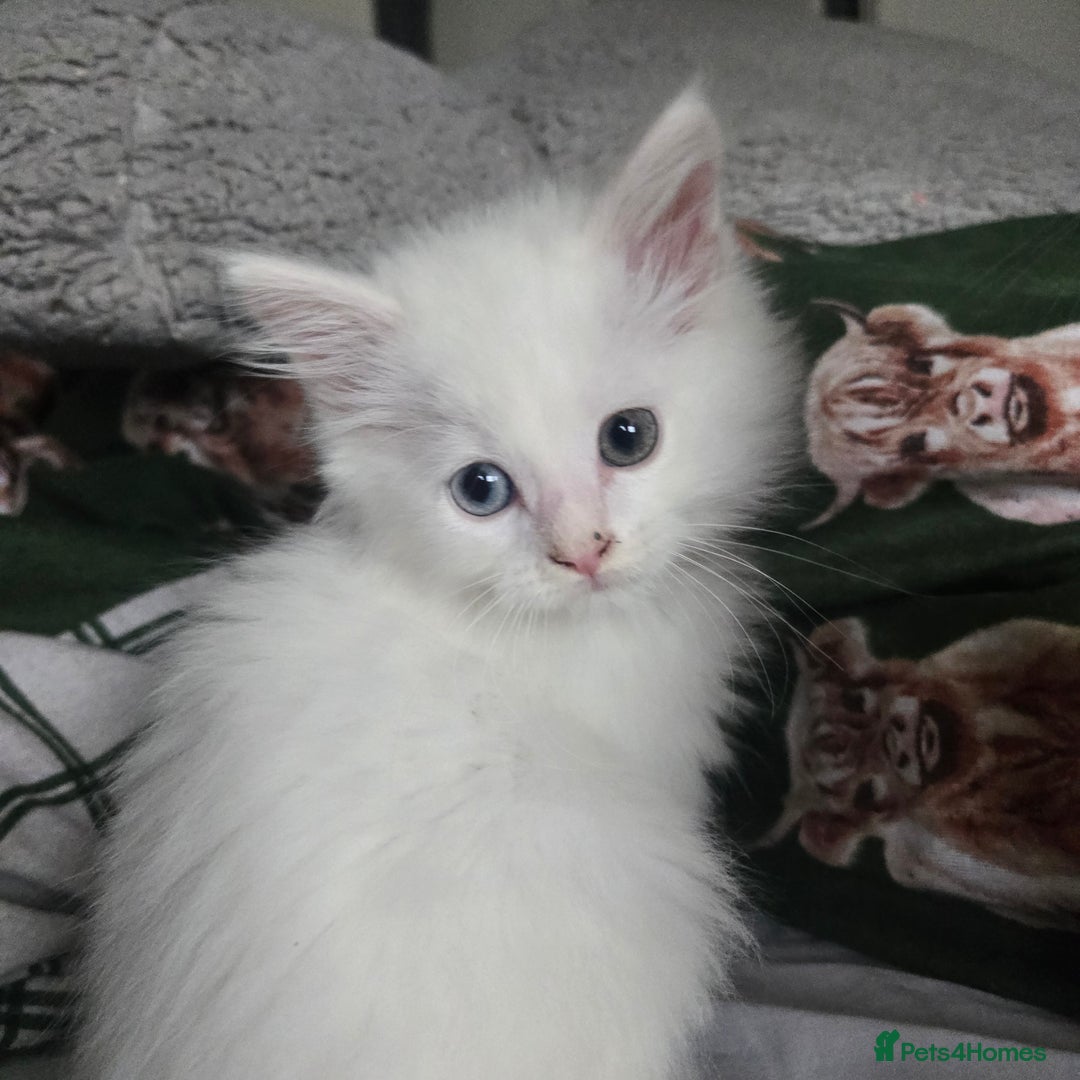 Maine Coon cats for sale: Maine coon Giant russian/European and American - Advert 10