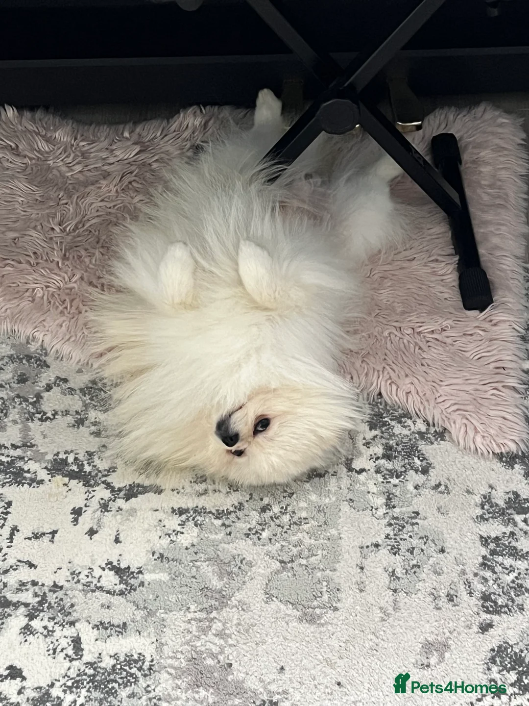 Pomeranian dogs for sale: Pomeranian  - Advert 4