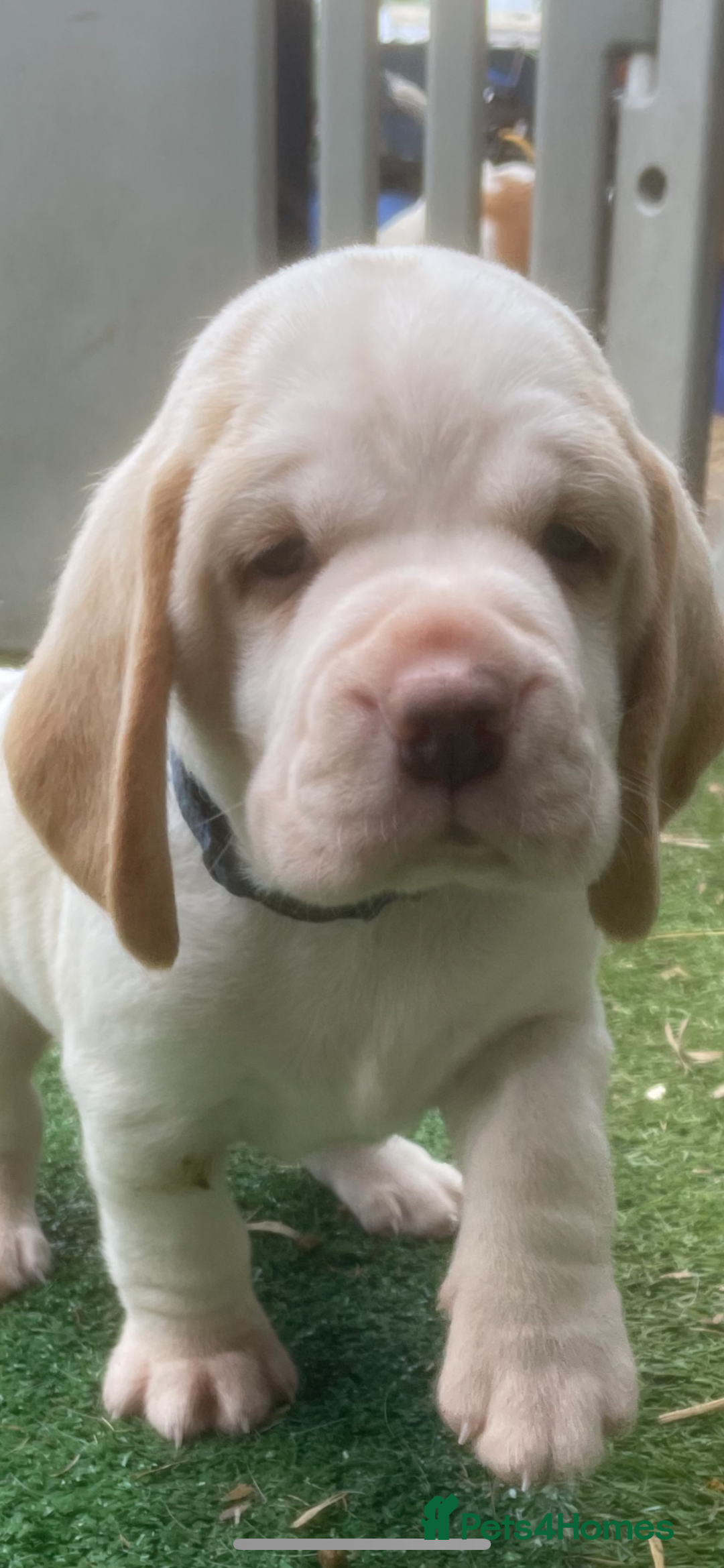 Beagle dogs for sale:  stunning kc reg pups ready midjuly july - Image 38