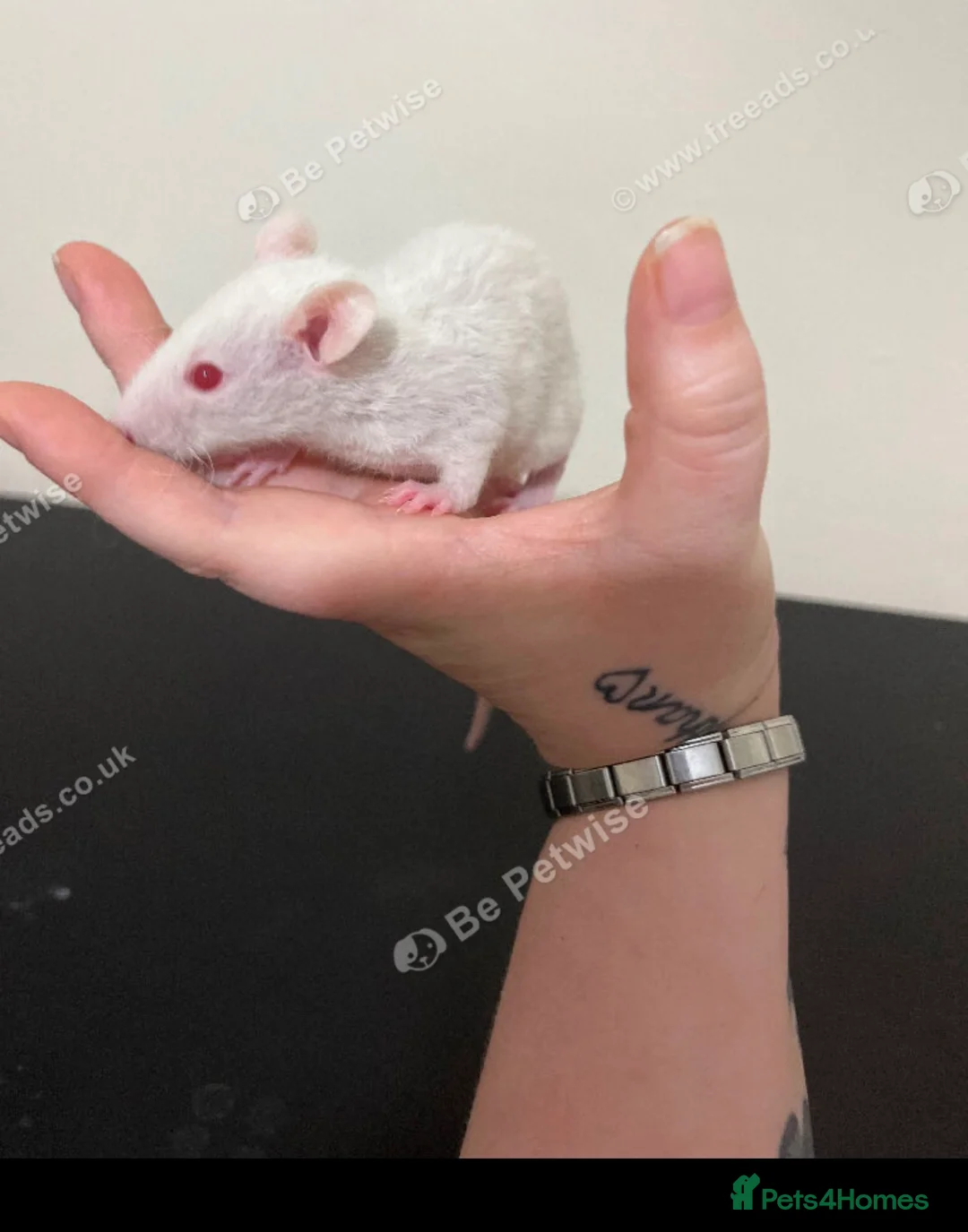 Rat rodents for sale: Baby rats for sale  - Advert 10