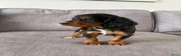 Cocker Spaniel dogs for sale: Beautiful tri coloured cocker spaniel pups   - Advert 36