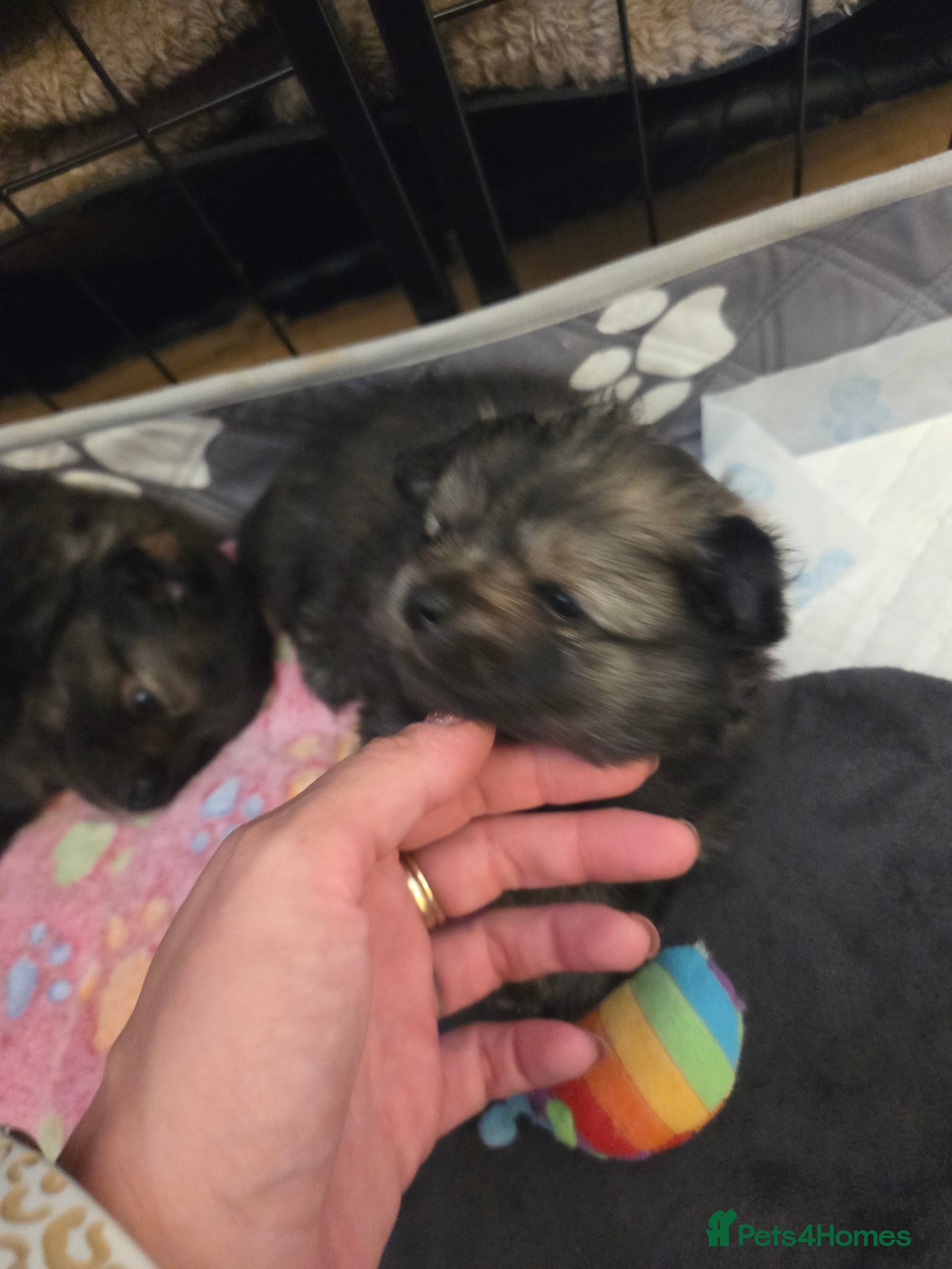 Pomchi dogs pomchi puppies for sale - Advert 2