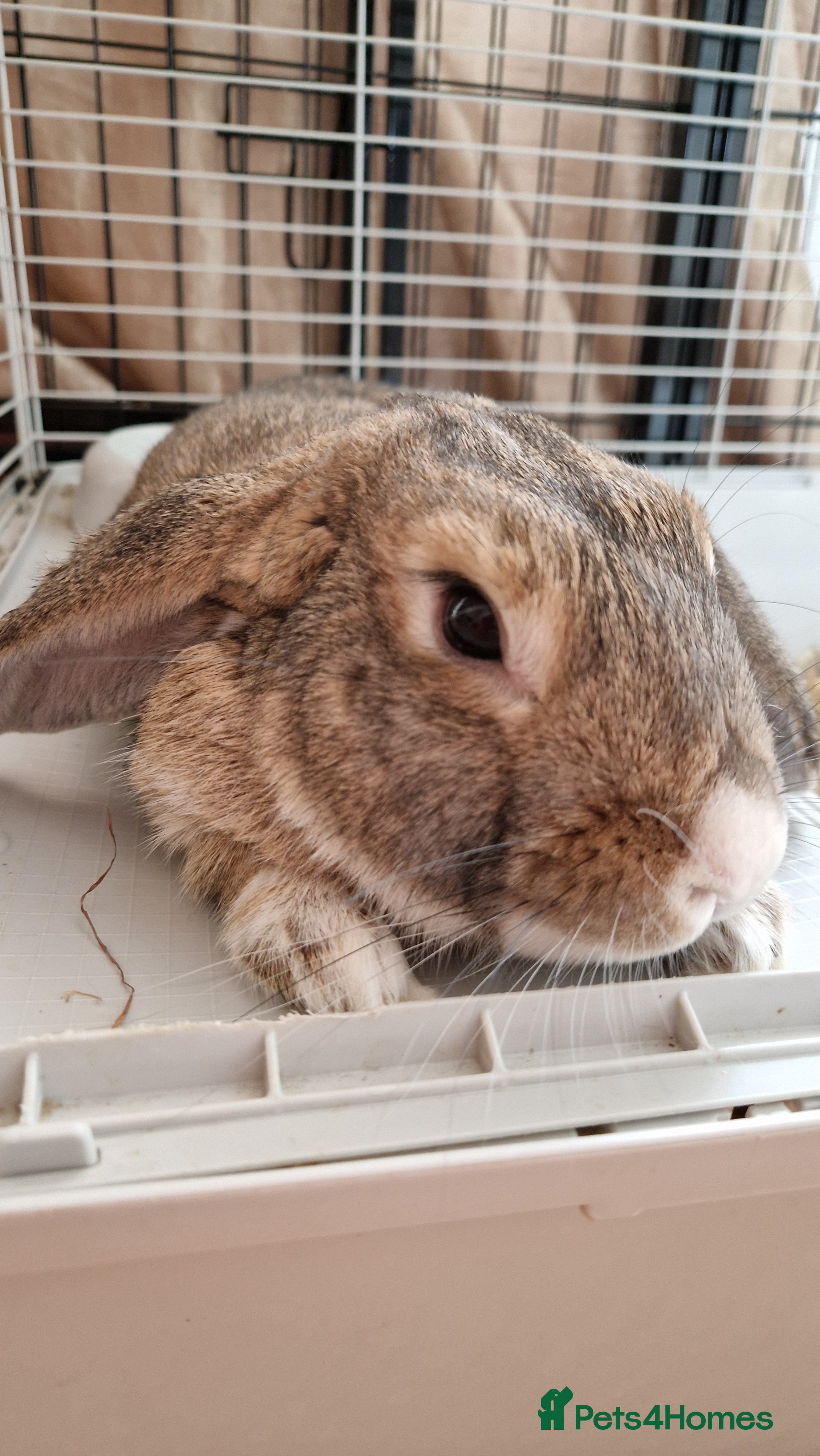 Mixed Breed rabbits Mixed Lop Male Rabbit Needs Home ASAP in Gosport - Advert 1