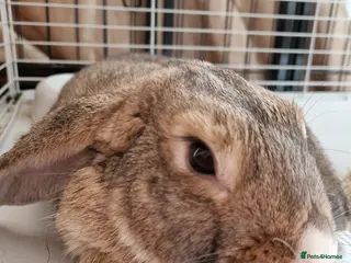 Mixed Breed rabbits Mixed Lop Male Rabbit Needs Home ASAP in Gosport - Advert 1