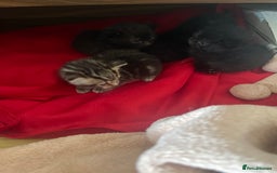Mixed Breed cats for sale: Kittens x 4  - Image 6