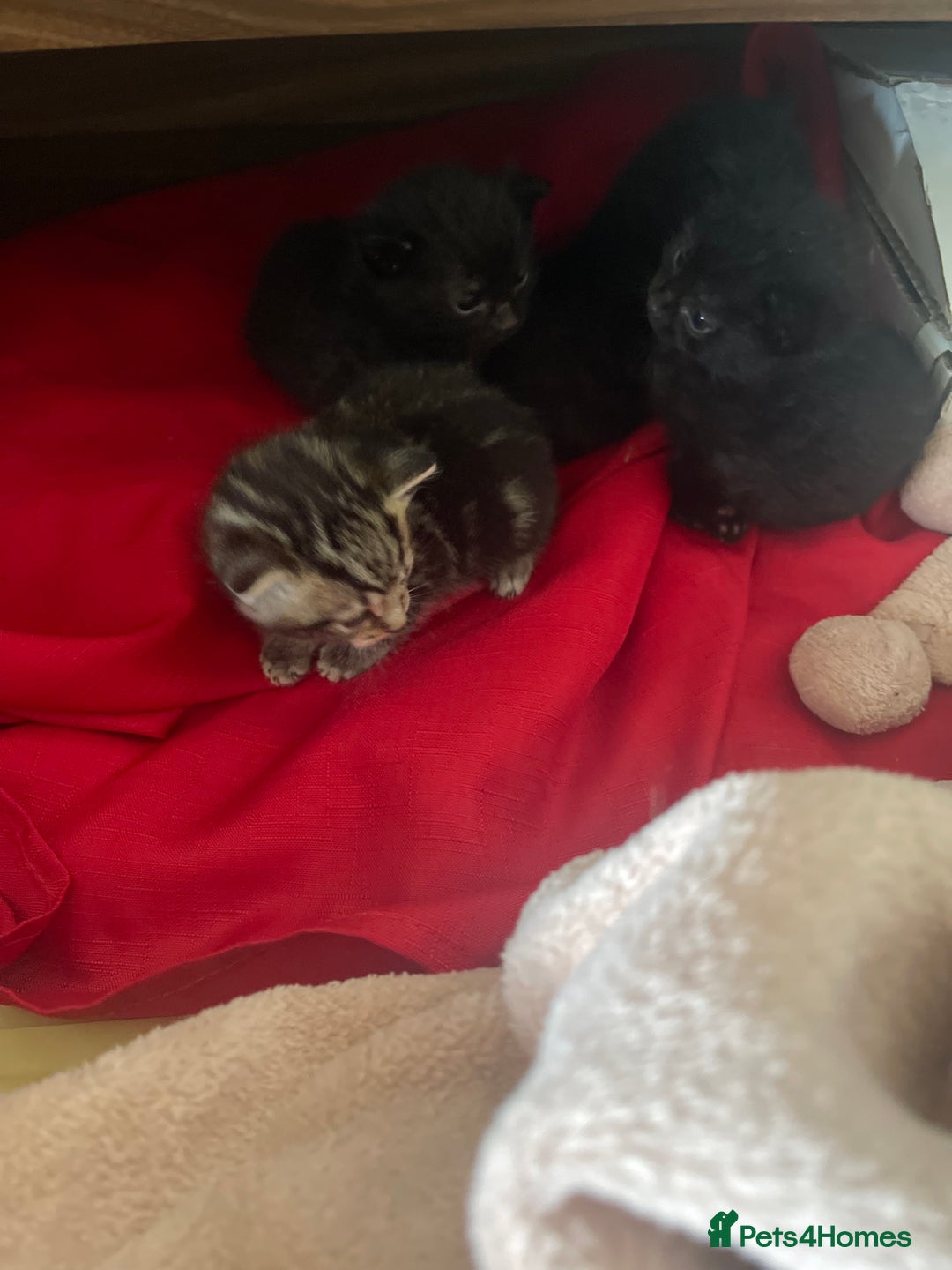 Mixed Breed cats for sale: Kittens x 4  - Image 6