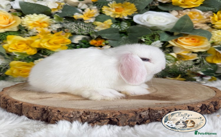 Mini Lop rabbits - Advert 5