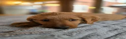 Labradoodle dogs for sale: 4 Beautiful female Labradoodles Ready to go! - Advert 22