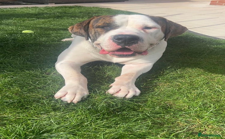 Cane Corso dogs - Advert 2