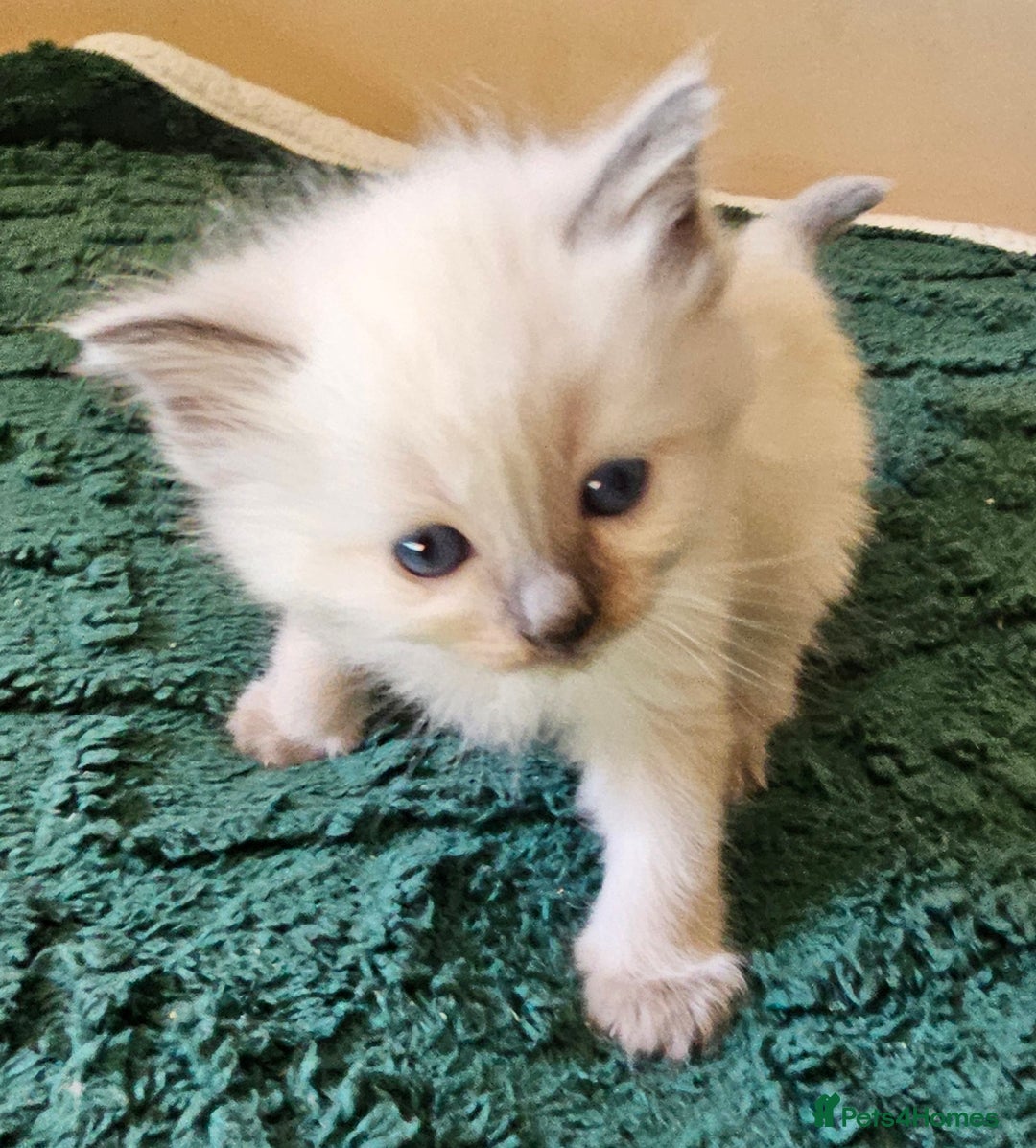 Ragdoll cats for sale: 7 beautiful fluffy Ragdoll cats.  - Image 21
