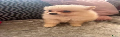 Pomeranian 4