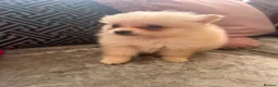 Pomeranian dogs for sale: Baby Poms 1 little girl left  - Advert 2