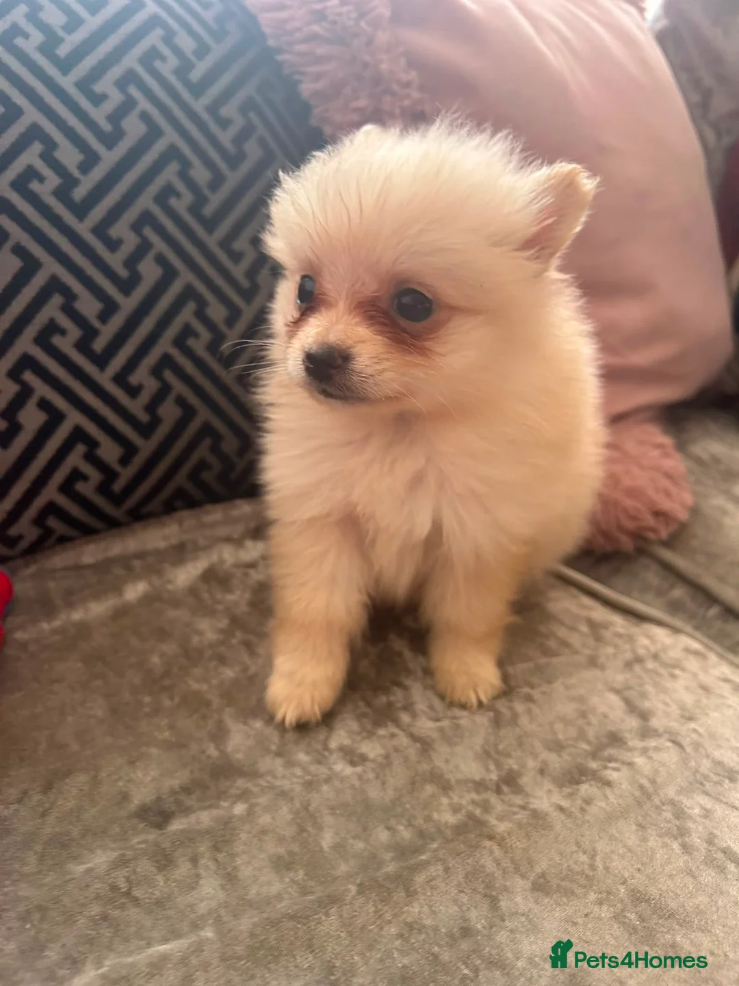 Pomeranian dogs for sale: Baby Poms 1 little girl left  - Advert 2