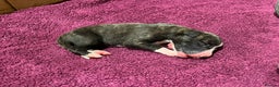 Whippet dogs for sale: Beautiful KC Reg Pedigree Whippet Puppies - Advert 15