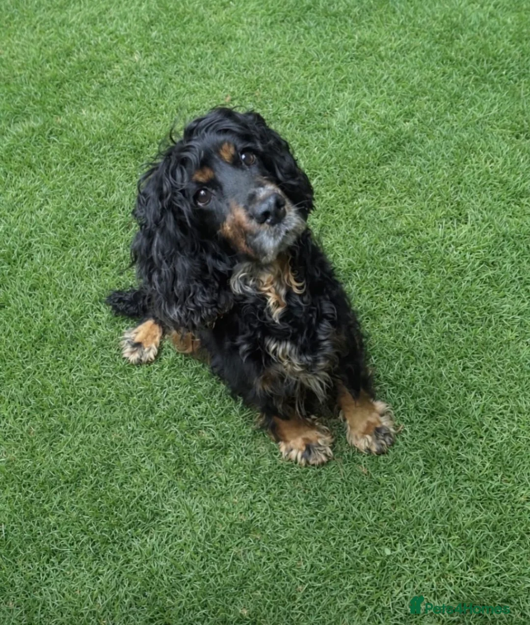 Cocker Spaniel dogs for sale: Cocker spaniel puppies  - Advert 9