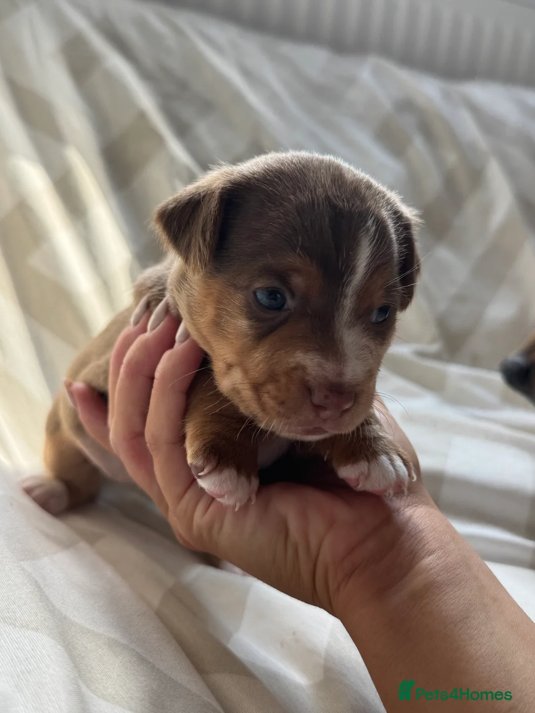 Jack Russell dogs for sale: 3 Jack Russel Merle pups  - Advert 2