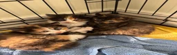 Mixed Breed cats for sale: Last girl left - Advert 2