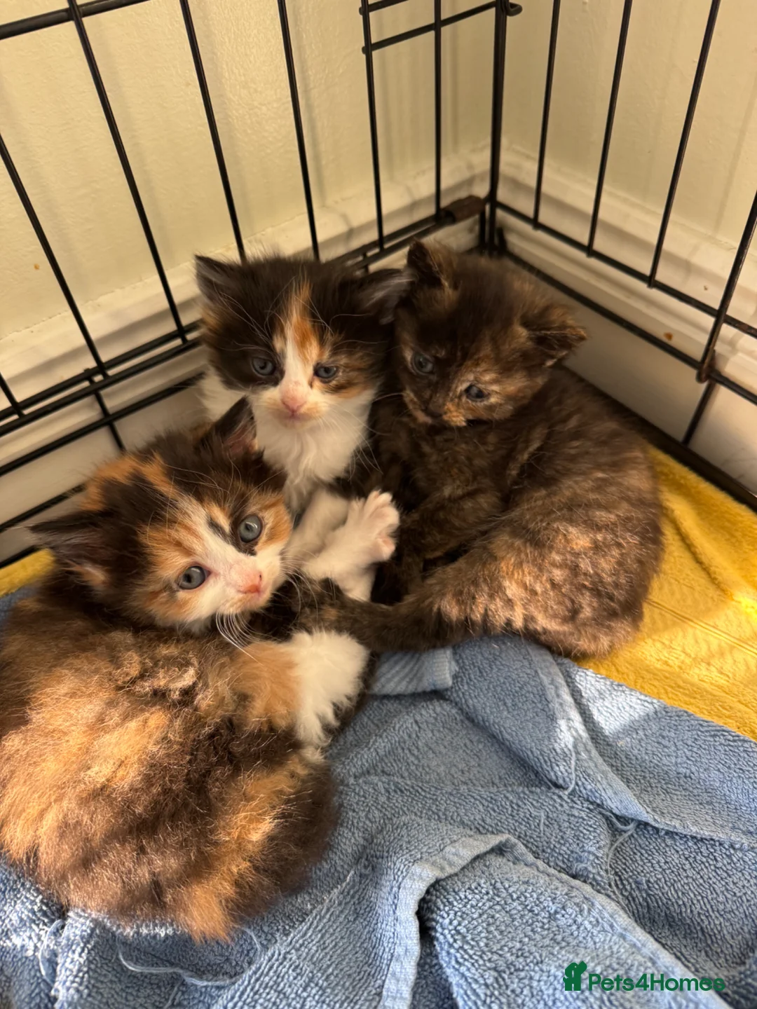 Mixed Breed cats for sale: Last girl left - Advert 2