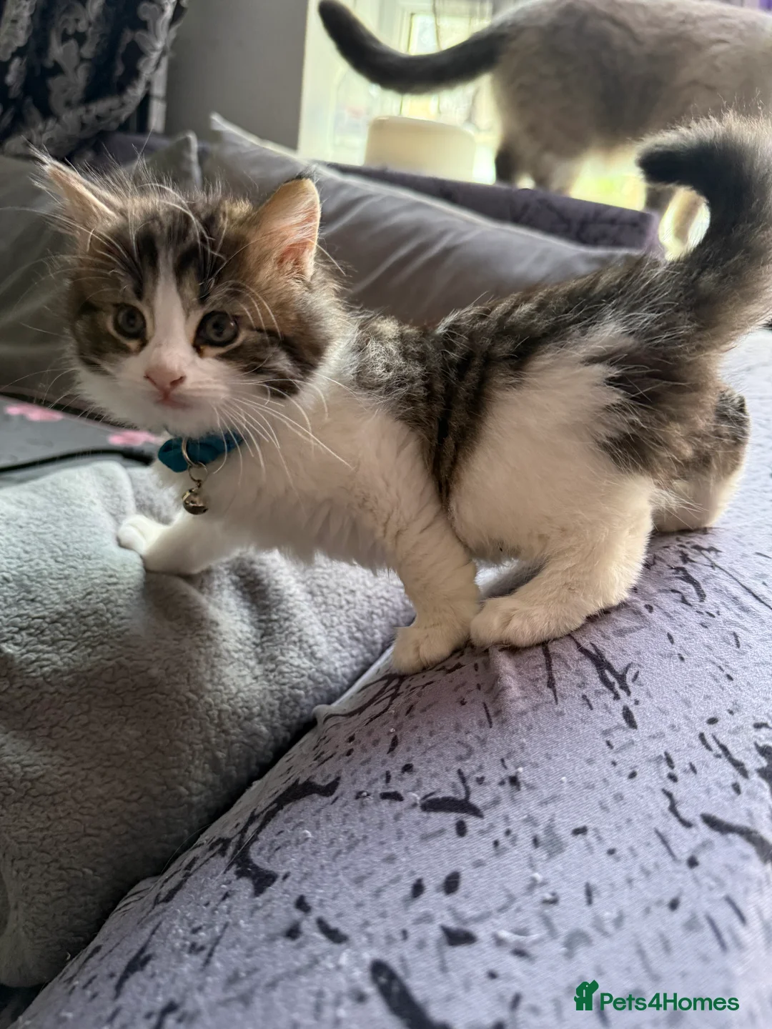 Ragcoon cats for sale: RAGCOONS  - Advert 8