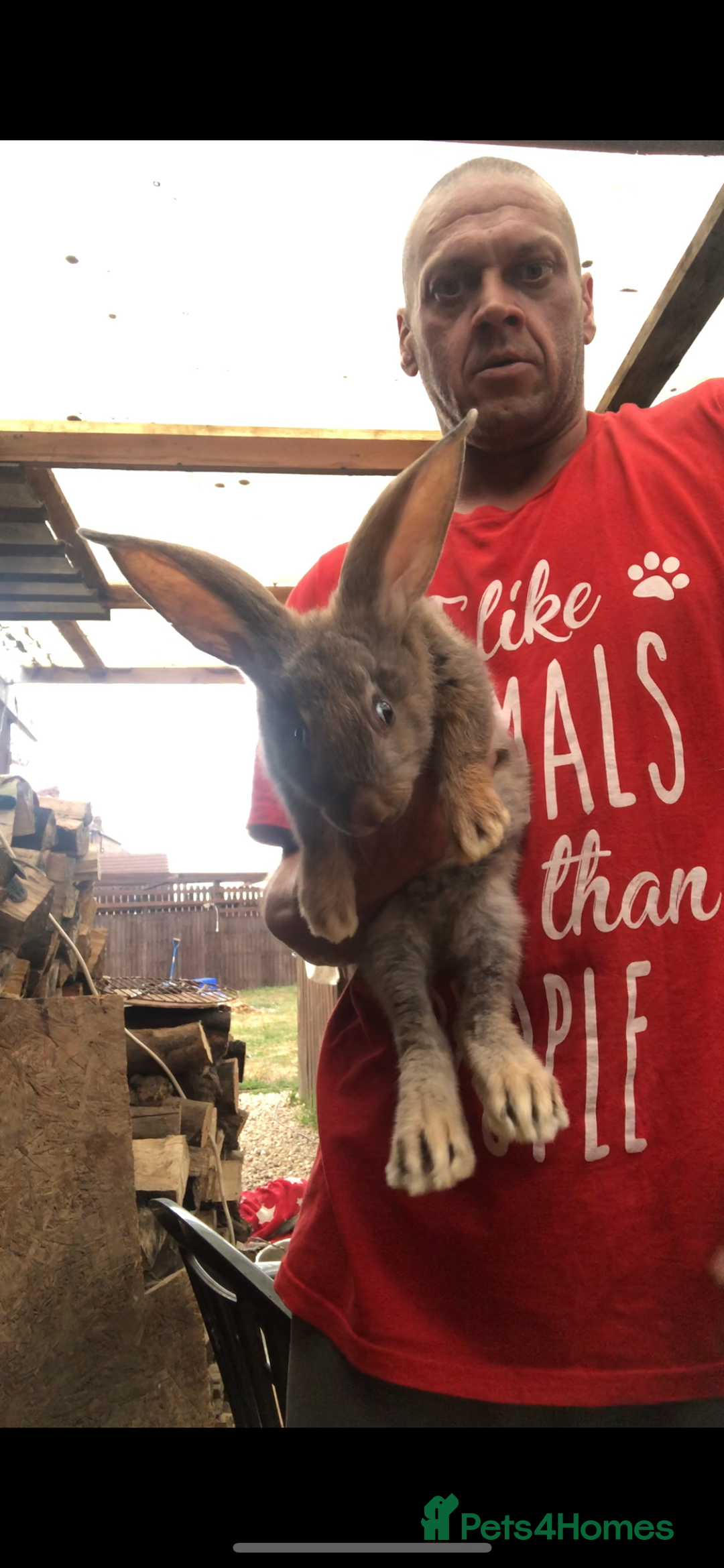 Continental Giant rabbits for sale: Continental giants  - Image 10