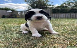 English Springer Spaniel dogs for sale: Gorgeous KC Registered Springer Spaniel Puppies in Thirsk - Image 12