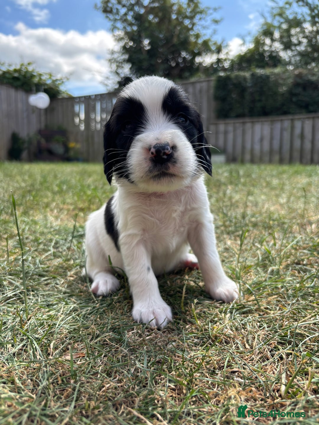 English Springer Spaniel dogs for sale: Gorgeous KC Registered Springer Spaniel Puppies in Thirsk - Image 12