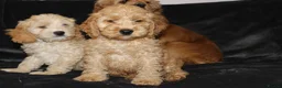 Cockapoo dogs for sale: American cockapoo from health tested parents - Advert 5