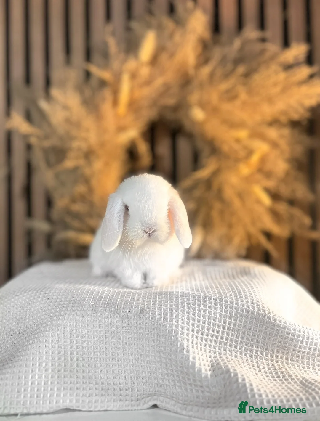 Mini Lop rabbits for sale: Stunning blue eye white doe  - Advert 2