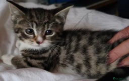 Tibetan cats for sale: Tabby white kittens looking for a lovely home - Advert 13
