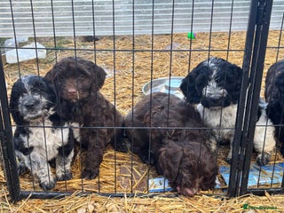 Mixed Breed dogs Cockerpoo x English Springer Spaniel - Advert 1