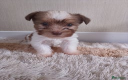 Mixed Breed dogs for sale: Shitzu x jack Russell  - Image 10