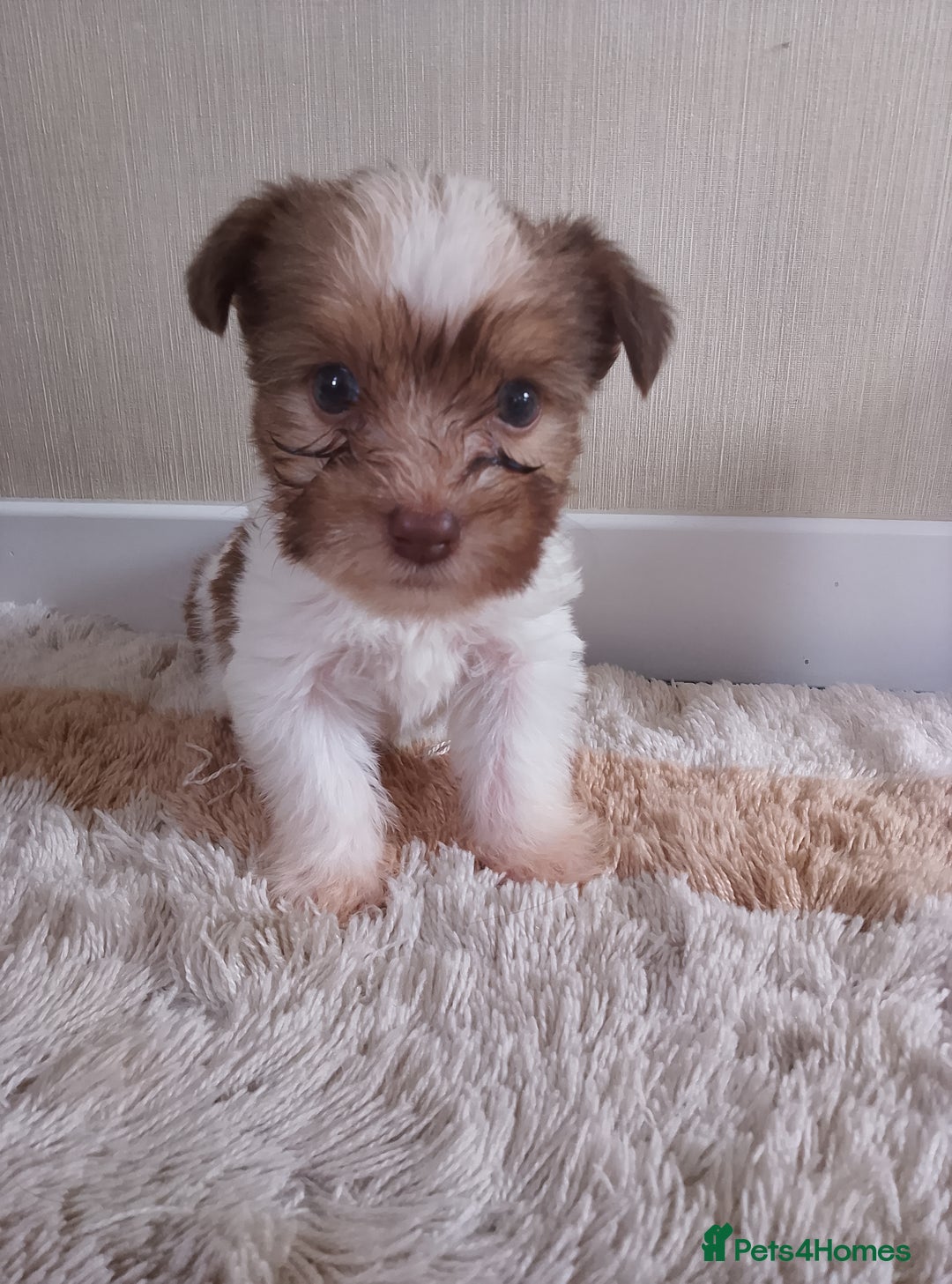 Mixed Breed dogs for sale: Shitzu x jack Russell  - Image 10