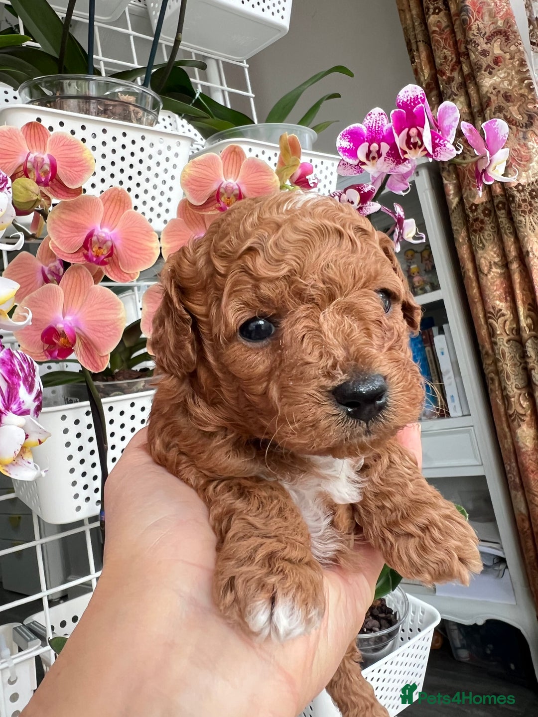 Maltipoo dogs for sale: Beautiful F1B Toy Size Maltipoo Puppies - Image 18