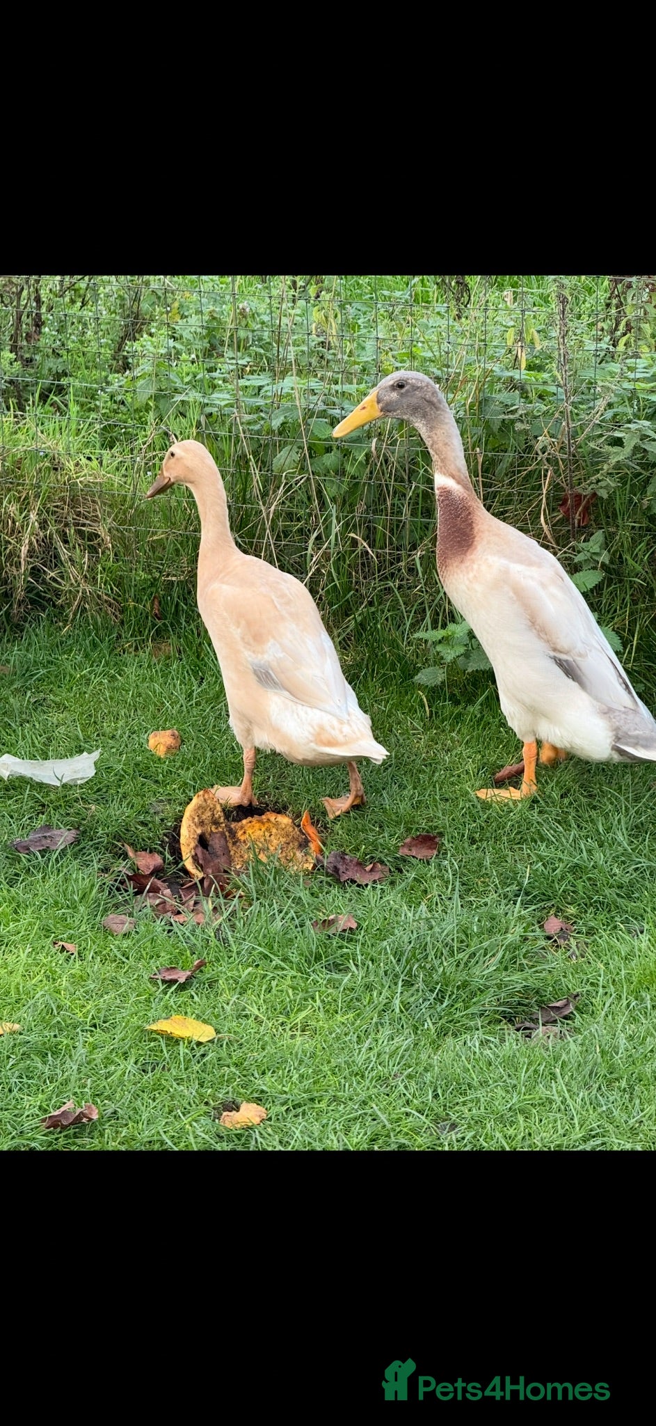 Ducks poultry Indian Runner ducks - Advert 1