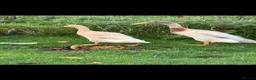 Ducks poultry for sale: Indian Runner ducks in Pewsey - Advert 1