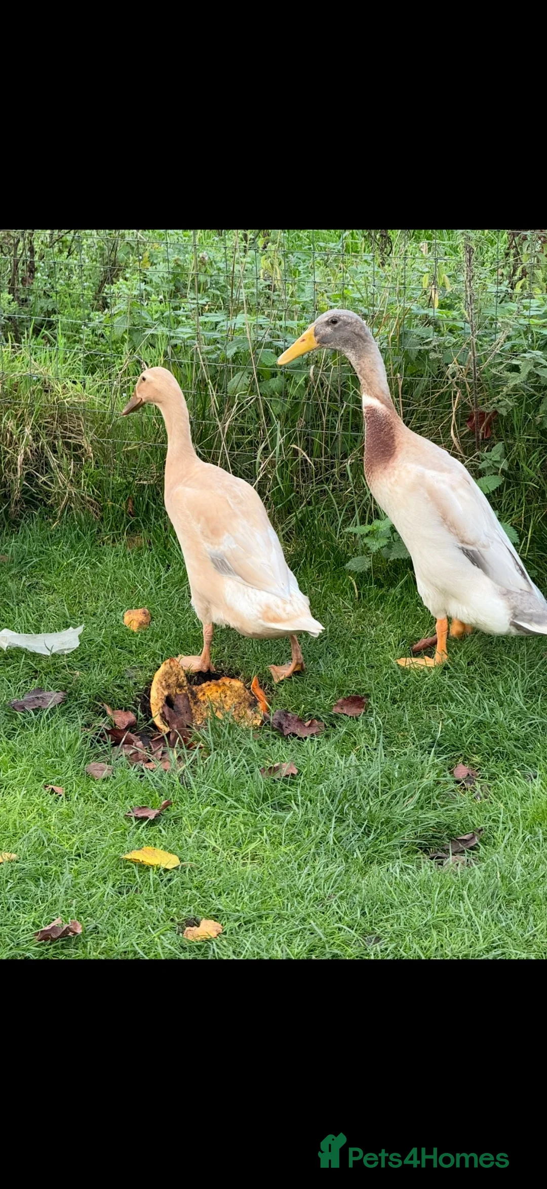 Ducks poultry for sale: Indian Runner ducks in Pewsey - Advert 1