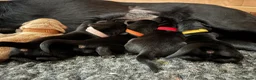 Labrador Retriever dogs for sale: KC Registered Labrador Puppies - Advert 17