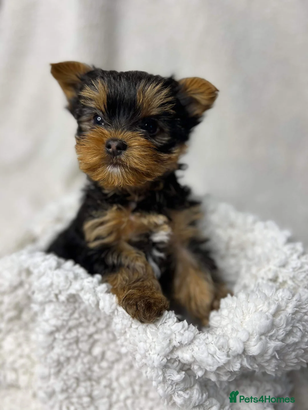 Yorkshire Terrier dogs for stud: Super small Yorkie with short muzzle DNA tested in Sheffield - Advert 17