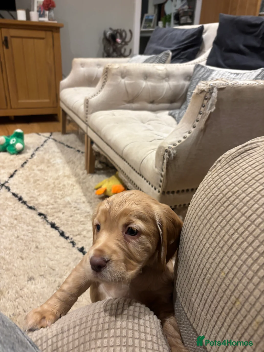 Cocker Spaniel dogs for sale: Working cocker spaniel pups - Advert 6