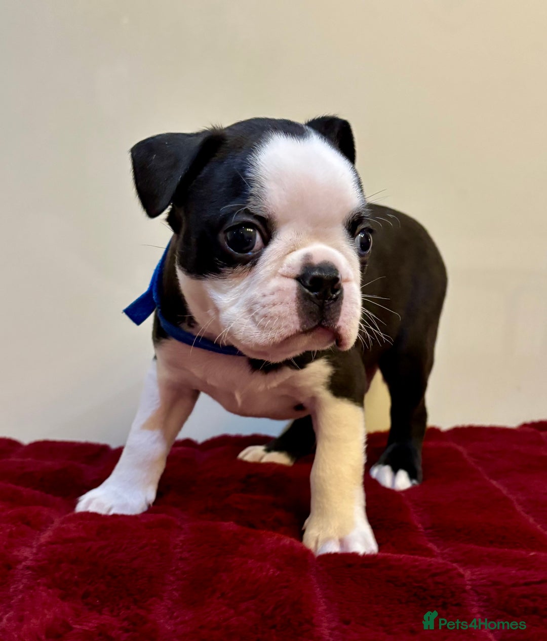 Boston Terrier dogs for sale: Boston Terriers for sale - Advert 12