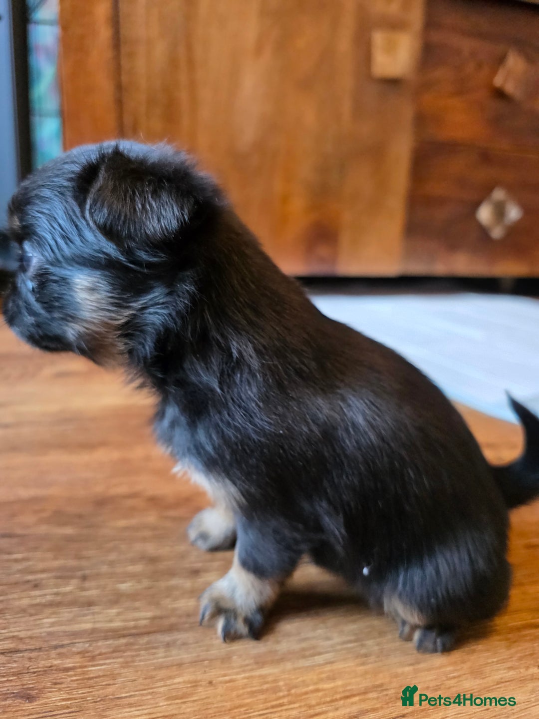 Griffon Bruxellois dogs for sale: KC Registered Rough Brussels Griffon  - Advert 20