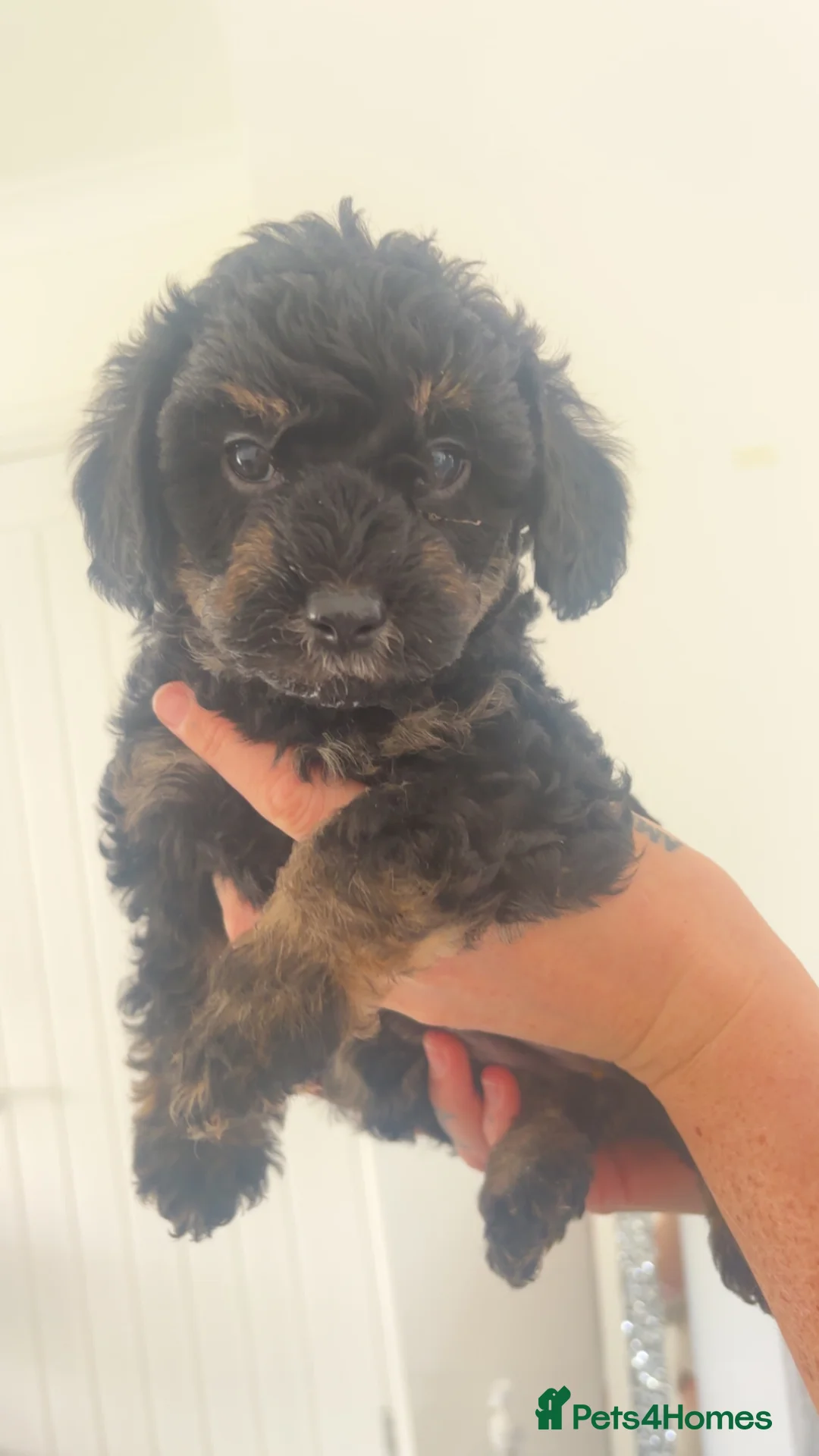 Labradoodle dogs for sale: Miniature labradoodles F1B for sale PHANTOM - Advert 2