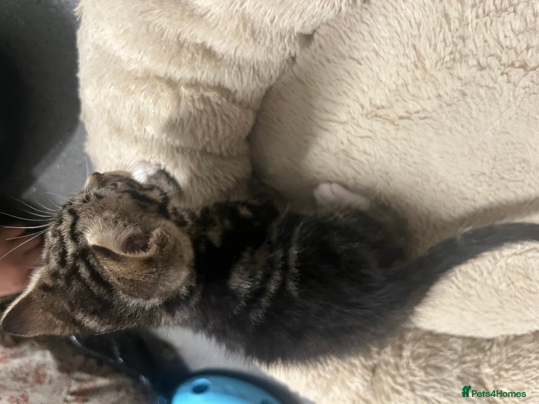 Mixed Breed cats for sale: 🐾 Beautiful 6week old mix tabby Kittens - Advert 9