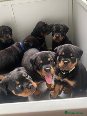 Rottweiler dogs - Advert 2