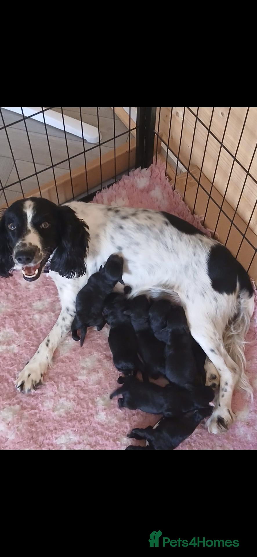 Cockapoo dogs Stunning litter of cockapoo pups for sale  - Advert 2